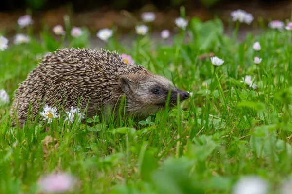 Ein Igel auf einer Blumenwiese
